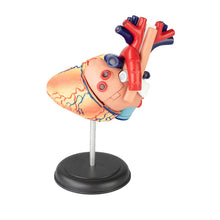 Load image into Gallery viewer, 4D Vision Human Heart Anatomy Model
