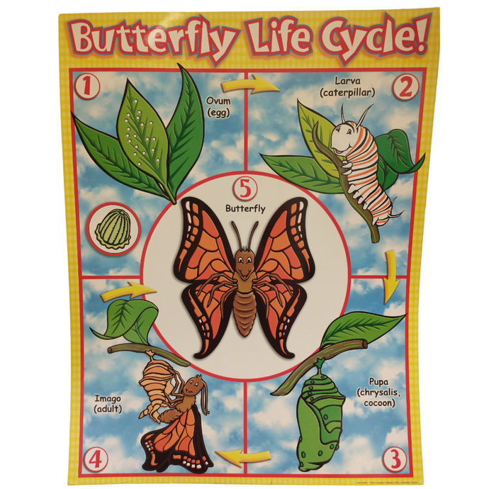 Butterfly Life Cycle Poster