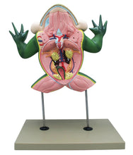 Load image into Gallery viewer, Eisco Jumbo Frog Dissection Model
