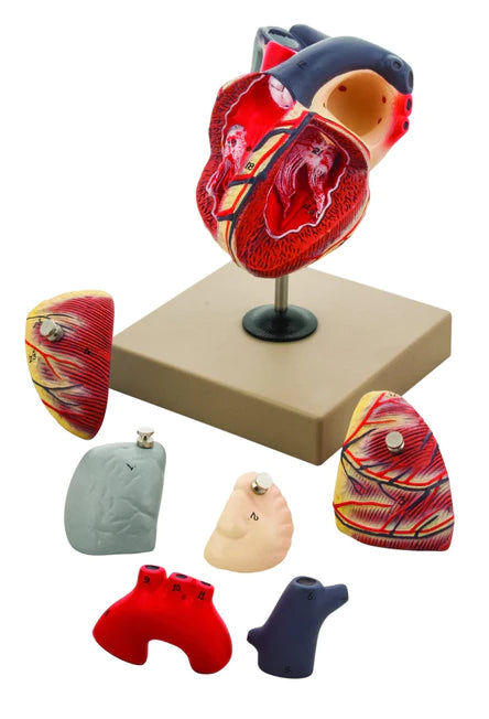 Eisco Human Heart Model