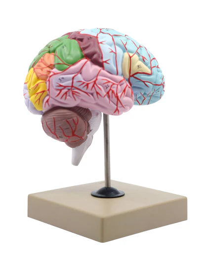 Brain: Human Half Brain Model