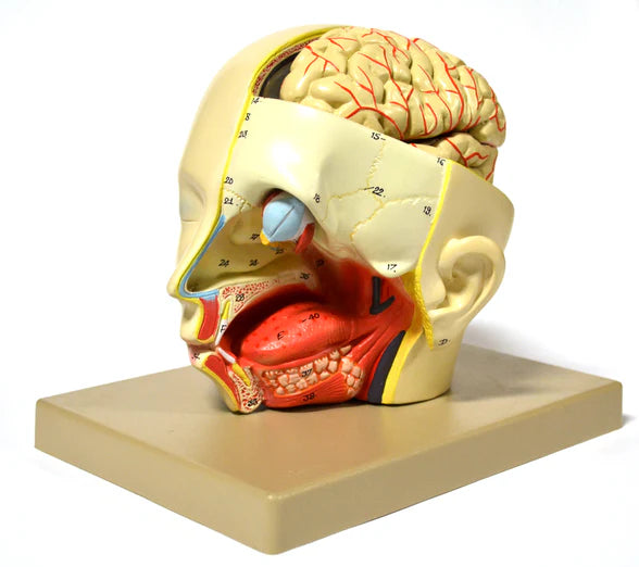 Introductory Human Head Dissection Model