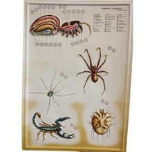 Load image into Gallery viewer, 3D General Zoology Charts - Invertebrates
