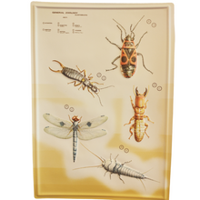 Load image into Gallery viewer, 3D General Zoology Charts - Invertebrates
