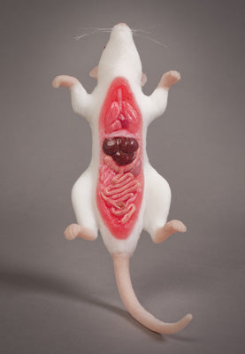 Dissected Rat Model