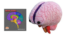 Load image into Gallery viewer, Brain Model - Stuffed
