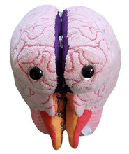 Load image into Gallery viewer, Brain Model - Stuffed - Classroom Set
