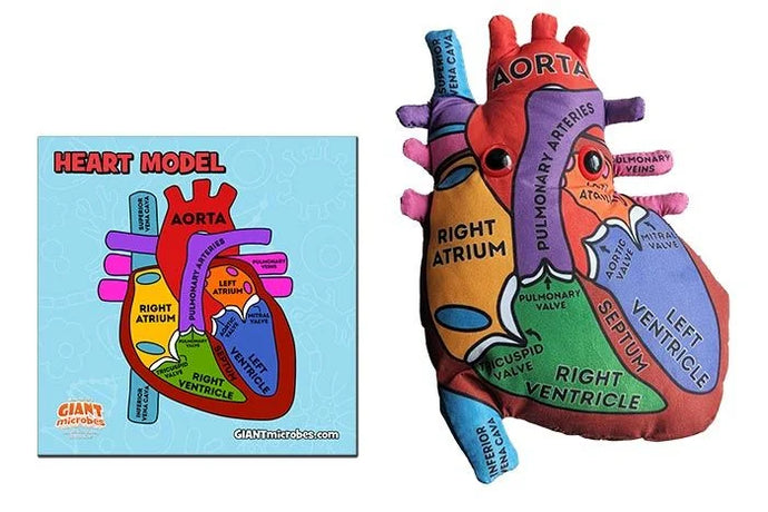 Heart Model - Stuffed - Classroom Set