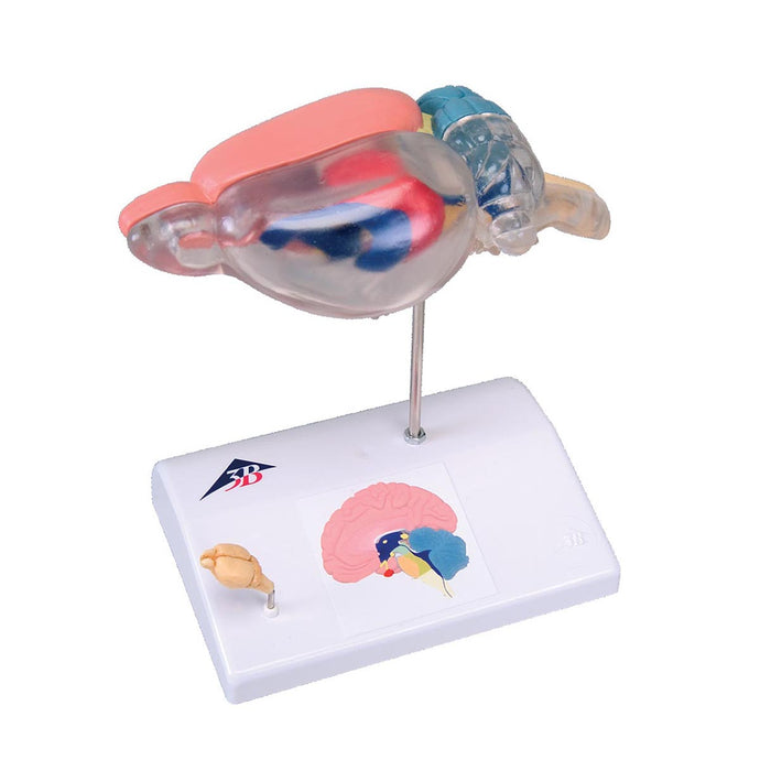 Rat Brain Comparative Anatomy Model