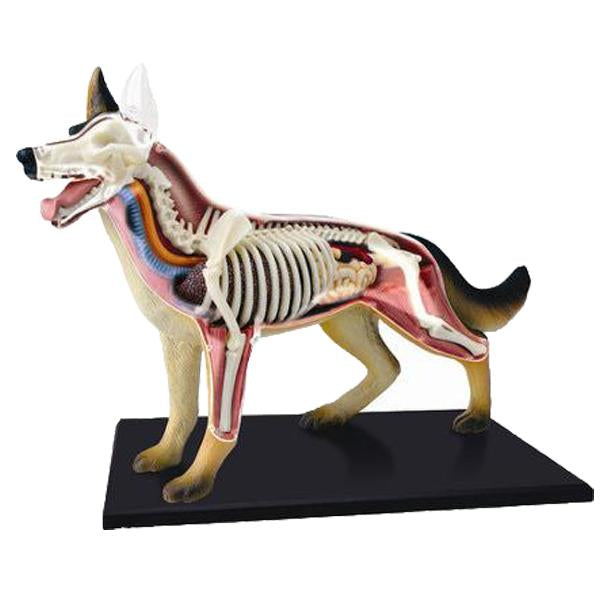 4D Vision Dog Model