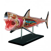 Load image into Gallery viewer, 4D Vision Shark Model
