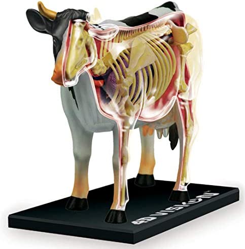 4D Vision Cow Model