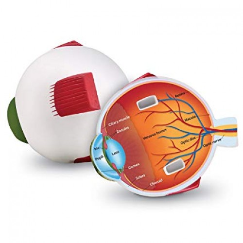 Cross Section Human Eye Model