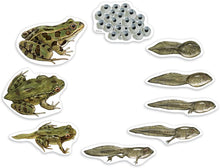 Load image into Gallery viewer, Frog Life Cycle Giant Magnet Set
