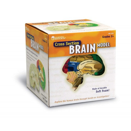 Cross Section Human Brain Model