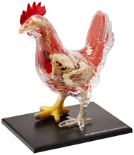 Load image into Gallery viewer, 4D Vision Chicken Model
