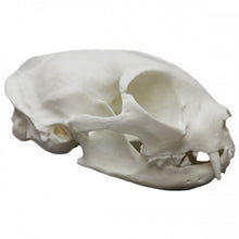 Load image into Gallery viewer, Common House Cat Skull
