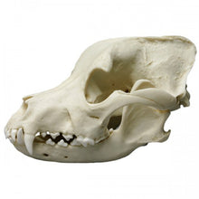 Load image into Gallery viewer, Pit Bull Dog Skull
