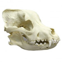 Load image into Gallery viewer, Pit Bull Dog Skull
