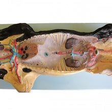 Load image into Gallery viewer, Bobbitt Fetal Pig Model
