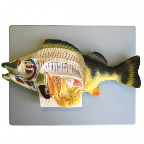 Bobbitt Perch Model