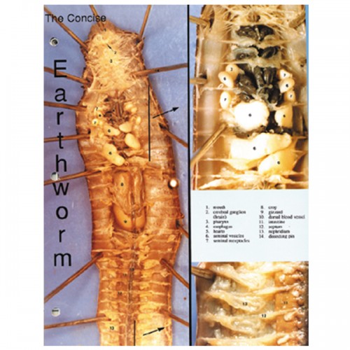 Concise Dissection Chart: Earthworm