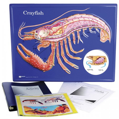 Crayfish Model Activity Set