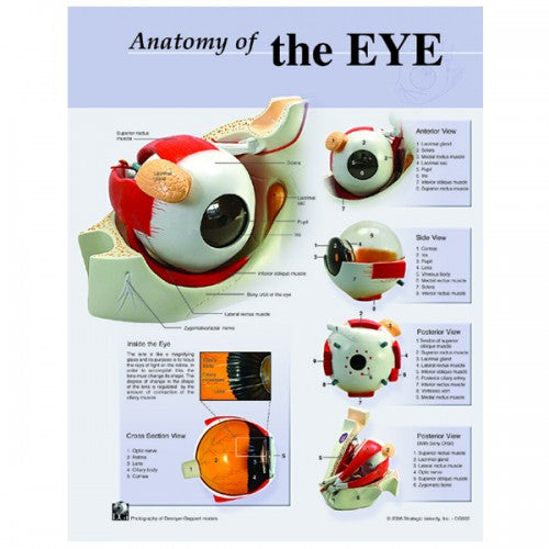 Anatomy of the Eye Poster