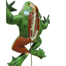 Load image into Gallery viewer, Eisco Bull Frog Model
