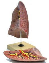 Load image into Gallery viewer, Eisco Human Right Lung Model
