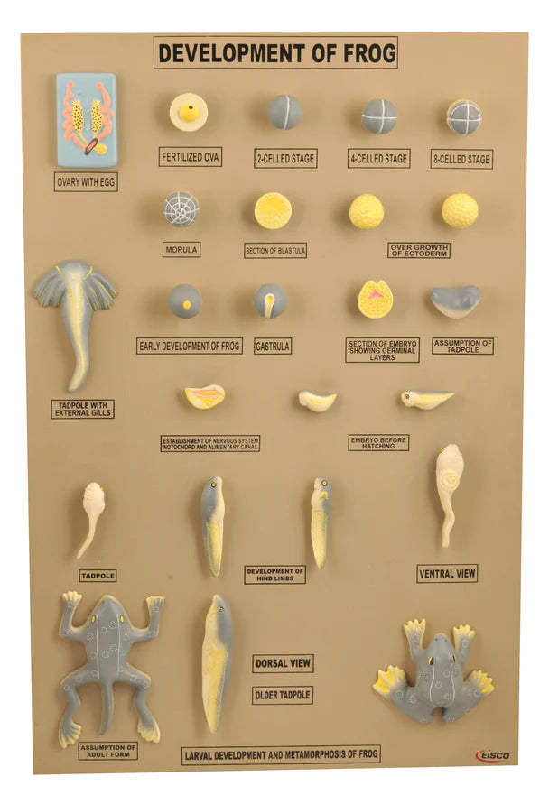 Eisco Frog Development Model