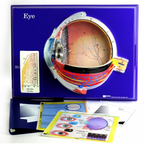 Human Eye Model Activity Set