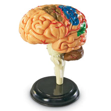 Load image into Gallery viewer, Human Brain Anatomy Model
