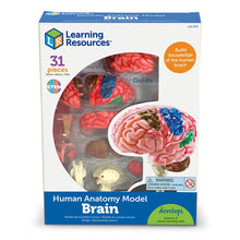 Load image into Gallery viewer, Human Brain Anatomy Model
