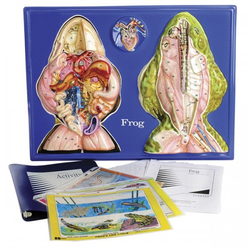 Frog Model Activity Set