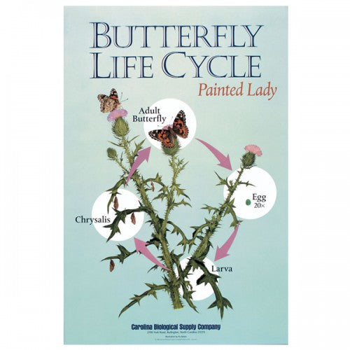 Butterfly Life Cycle Poster