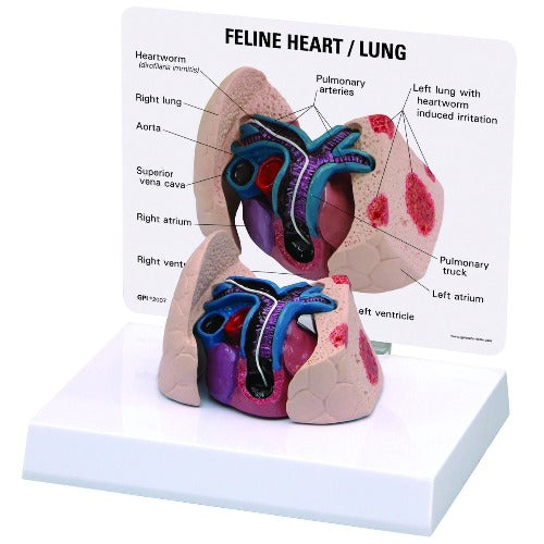 Feline Heart and Lung Model