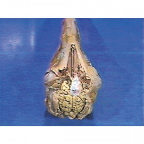 Dissection and Anatomy of the Sheep Brain