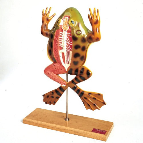Junior American Bullfrog